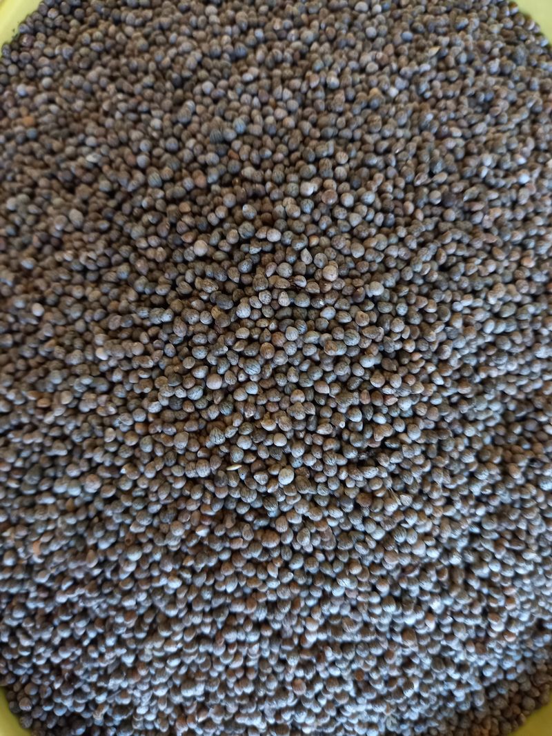 장터 상품 [들깨 (2023년 토종 햇들깨) 5kg ] 썸네일