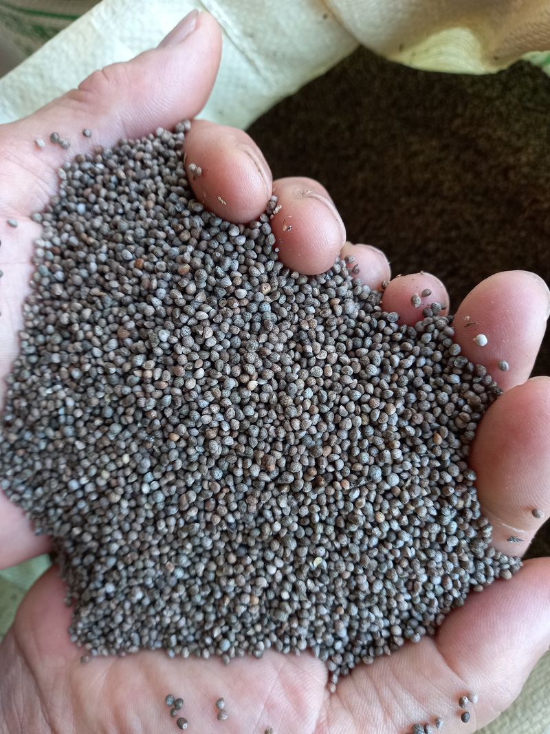 하남연님의 장터 판매 상품 [들깨 (2023년 토종 햇들깨) 5kg ] 첨부 사진