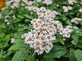 홍천산채농원 조원영님의 자유주제 · 자유게시판 작성글 사진