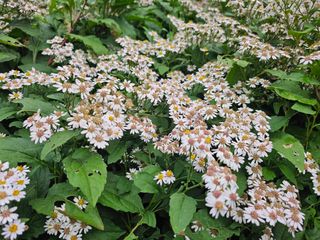 홍천산채농원 조원영님의 자유주제 · 자유게시판 작성글 사진