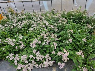 홍천산채농원 조원영님의 자유주제 · 자유게시판 작성글 사진