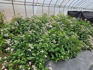 홍천산채농원 조원영님의 자유주제 · 자유게시판 작성글 사진