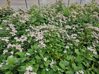 홍천산채농원 조원영님의 자유주제 · 자유게시판 작성글 사진