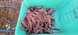 행복농장님의 [팜춘문예] 짧은 시 쓰기 · 참여글 작성글 사진