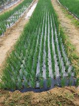 팜모닝 파·자유게시판 게시글 이미지