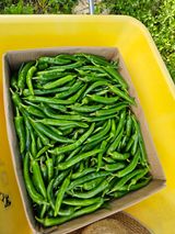 팜모닝 [팜춘문예] 짧은 시 쓰기·참여글 게시글 이미지