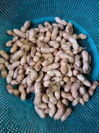 김영길님의 [팜춘문예] 짧은 시 쓰기 · 참여글 작성글 사진