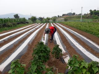 김동주님의 [팜춘문예] 짧은 시 쓰기 · 참여글 작성글 사진