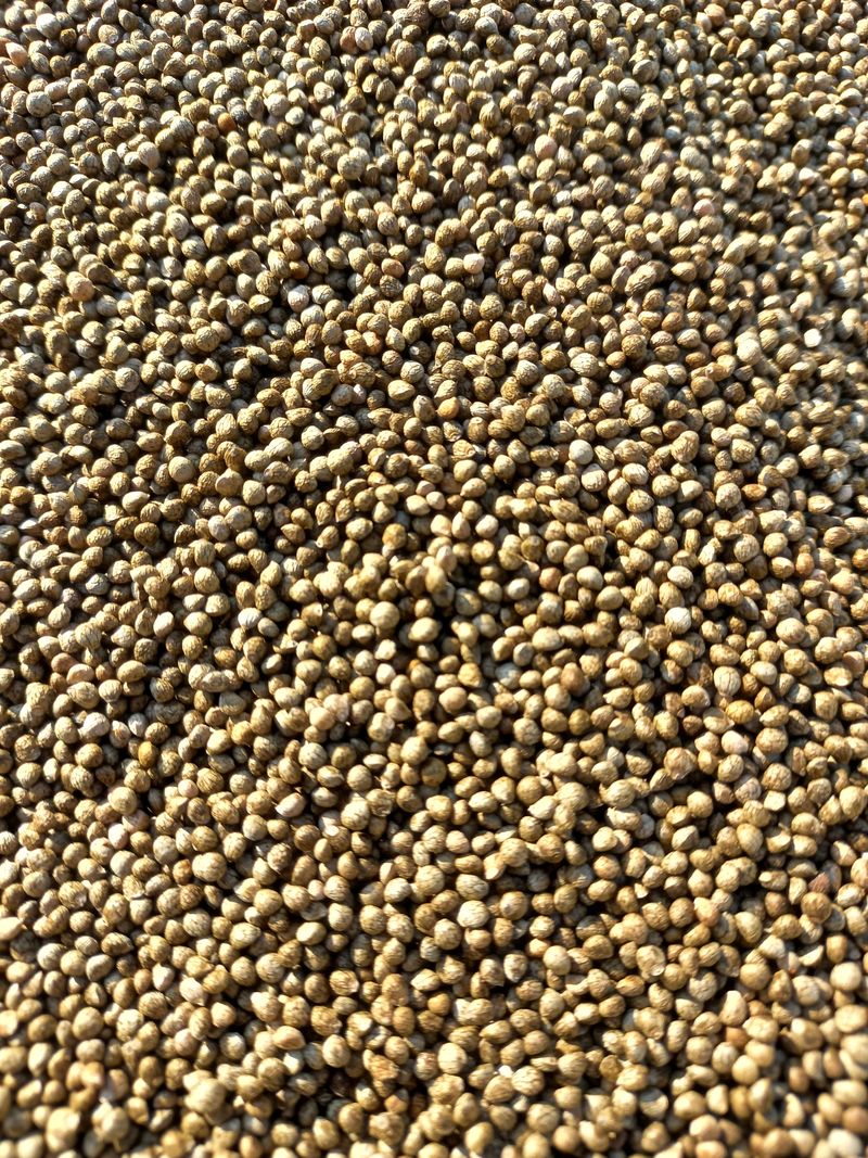 장터 상품 [2023 .들깨 판매] 썸네일