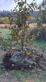 팜모닝 감·영농일지 게시글 이미지