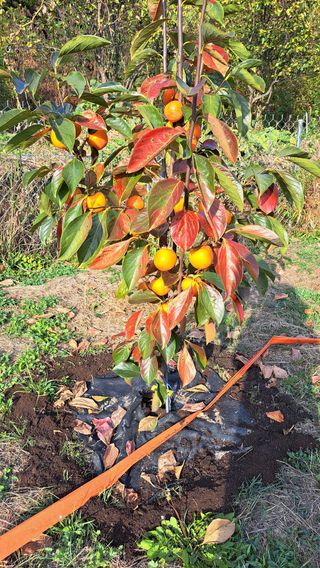 주윤발이님의 감 · 영농일지 작성글 사진