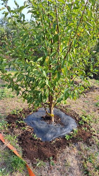 주윤발이님의 감 · 영농일지 작성글 사진