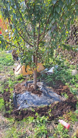 주윤발이님의 감 · 영농일지 작성글 사진