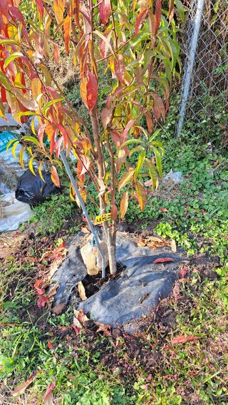 주윤발이님의 감 · 영농일지 작성글 사진