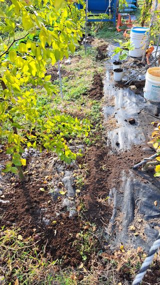 주윤발이님의 감 · 영농일지 작성글 사진