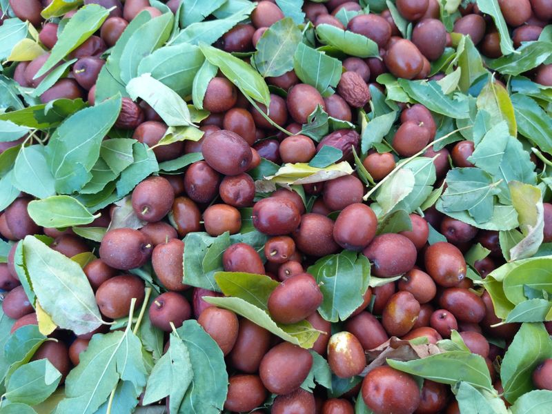 손윤영/수채화농원님의 장터 판매 상품 [건대추 (수채화농원 쥬쥬팜)혼합 대용량:상초.특초.별초 15kg] 첨부 사진