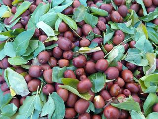 손윤영/수채화농원님의 작성글 사진