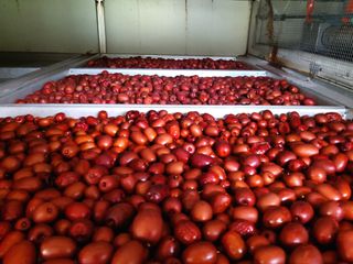 손윤영/수채화농원님의 작성글 사진