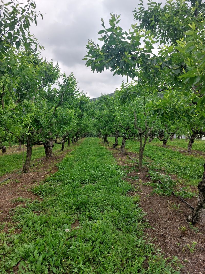 손윤영/수채화농원님의 장터 판매 상품 [건대추 (수채화농원 쥬쥬팜)혼합 대용량:상초.특초.별초 15kg] 첨부 사진