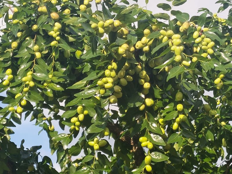 손윤영/수채화농원님의 장터 판매 상품 [건대추 (수채화농원 쥬쥬팜)혼합 대용량:상초.특초.별초 15kg] 첨부 사진