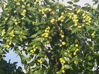 손윤영/수채화농원님의 작성글 사진