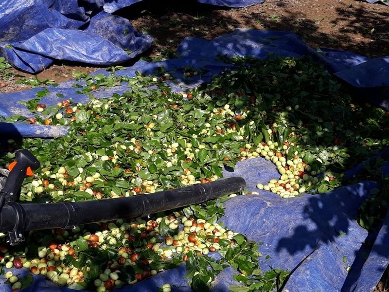 손윤영/수채화농원님의 장터 판매 상품 [건대추 (수채화농원 쥬쥬팜)혼합 대용량:상초.특초.별초 15kg] 첨부 사진