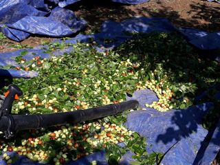 손윤영/수채화농원님의 작성글 사진