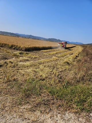 장송녀약초사랑농삿꾼님의 벼 · 영농일지 작성글 사진