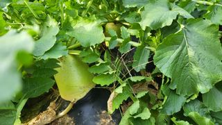 이종선님의 기타작물 · 자유게시판 작성글 사진