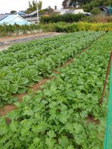 팜모닝 자유주제·자유게시판 게시글 이미지