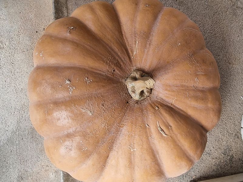 정석범님의 장터 판매 상품 [호박가루] 첨부 사진