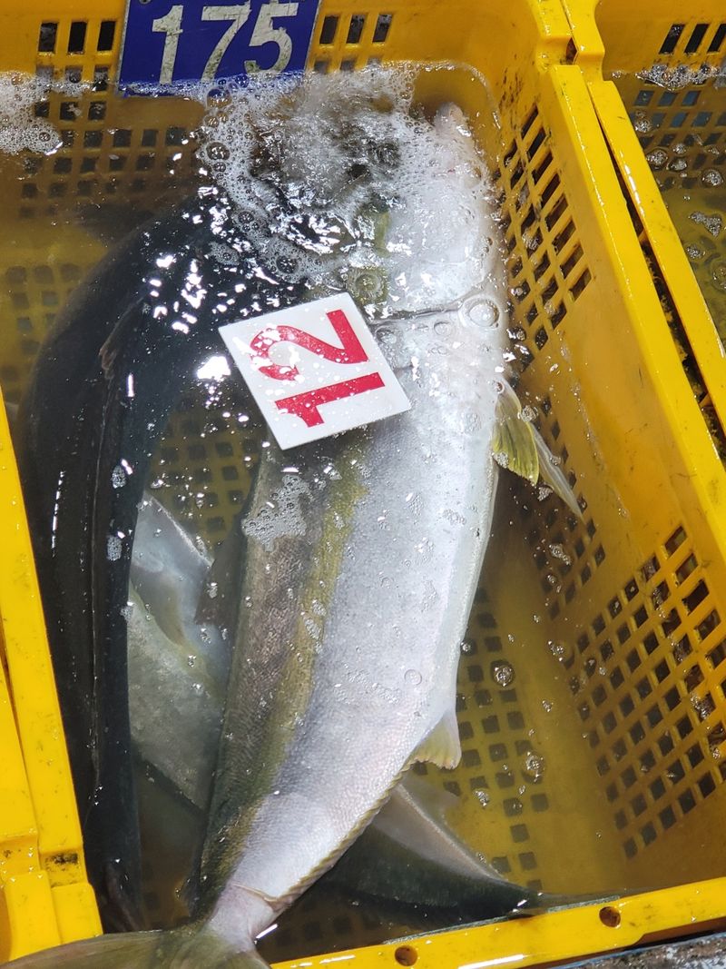 장터 상품 [국내산 자연산 대방어회를 집에서(대방어, 중방어, 소방어) ] 썸네일