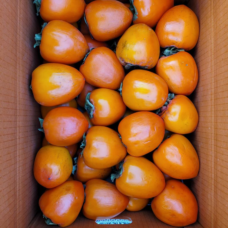 독고다이님의 장터 판매 상품 [대봉감(갑주,백목)  10kg] 첨부 사진