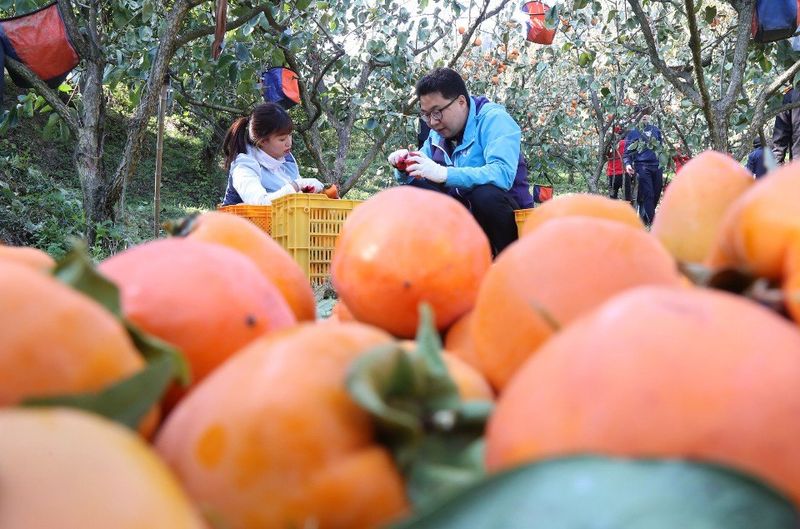독고다이님의 장터 판매 상품 [대봉감(갑주,백목)  10kg] 첨부 사진