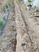 팜모닝 양배추·영농일지 게시글 이미지