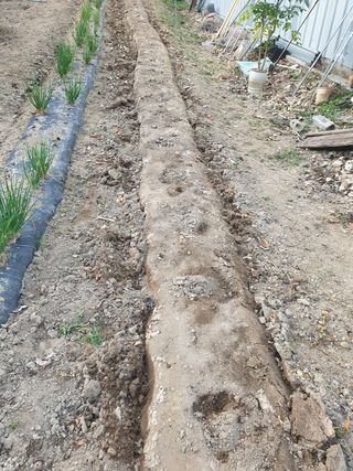 임훈택 님의 양배추 · 영농일지 작성글 사진