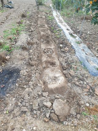 임훈택 님의 양배추 · 영농일지 작성글 사진