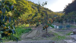 임훈택 님의 감 · 영농일지 작성글 사진