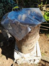 팜모닝 옥수수·영농일지 게시글 이미지