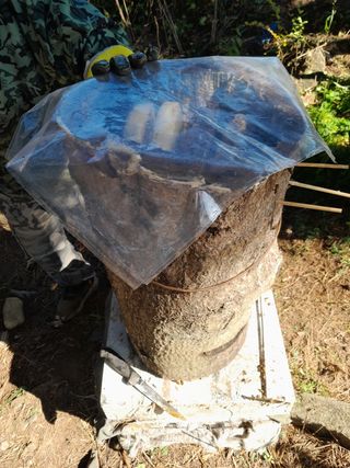 힐링촌가님의 옥수수 · 영농일지 작성글 사진