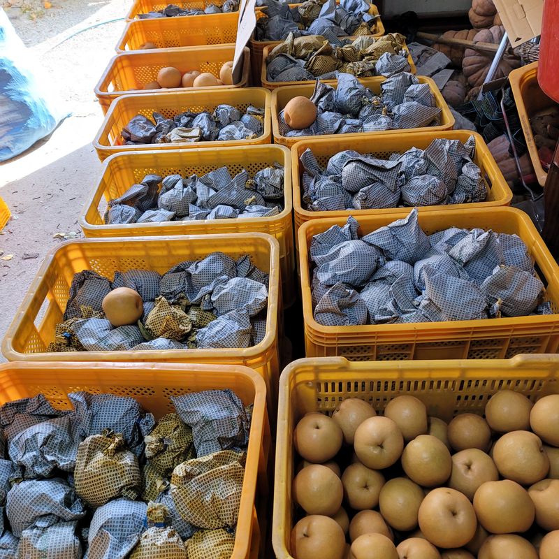 또상농장님의 장터 판매 상품 [함양 신고배7,5kg] 첨부 사진