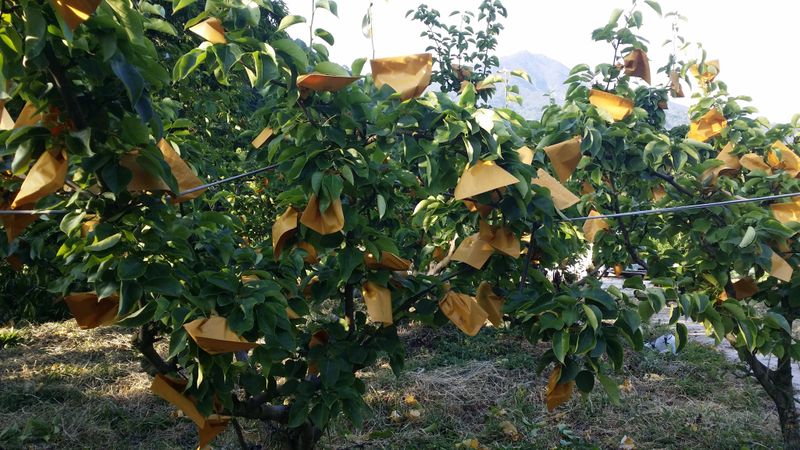 또상농장님의 장터 판매 상품 [함양 신고배7,5kg] 첨부 사진