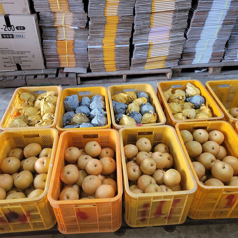 또상농장님의 장터 판매 상품 [함양 신고배7,5kg] 첨부 사진