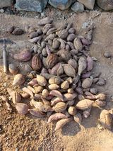 팜모닝 고구마·병해충상담 게시글 이미지