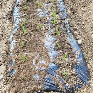 오케바리(옥경종)님의 파 · 영농일지 작성글 사진