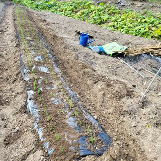 오케바리(옥경종)님의 파 · 영농일지 작성글 사진