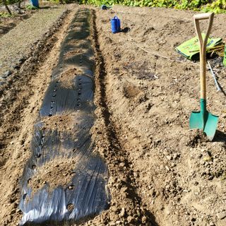 오케바리(옥경종)님의 파 · 영농일지 작성글 사진