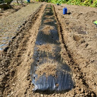 오케바리(옥경종)님의 파 · 영농일지 작성글 사진