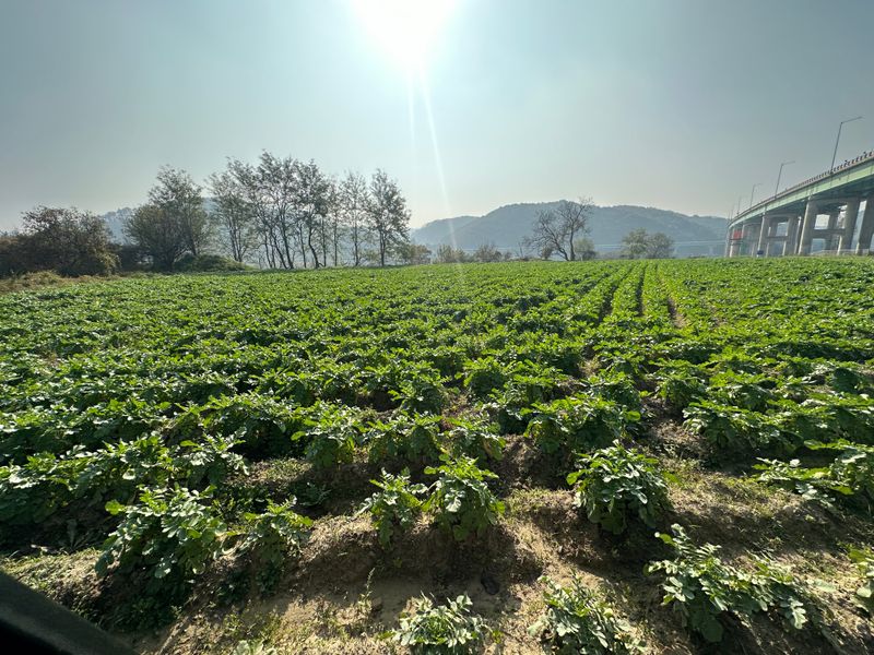 장터 상품 [단무지 무우청 생무청 5kg (무우청김치용,시래기용,무우청나물)] 썸네일