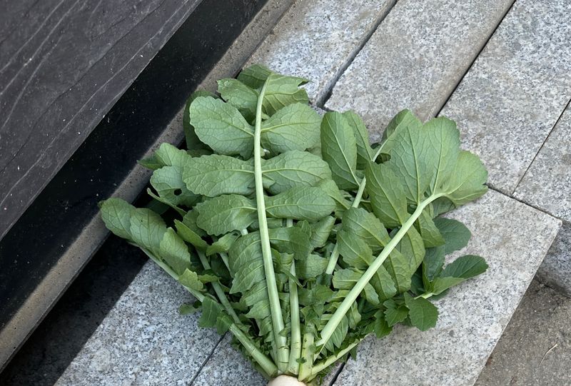 김미현님의 장터 판매 상품 [단무지 무우청 생무청 5kg (무우청김치용,시래기용,무우청나물)] 첨부 사진